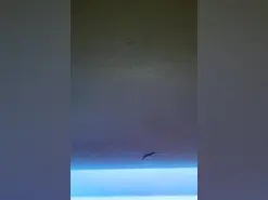 Amateur Best live sex cam show of thesacredduo