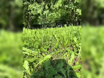 Bongacams Watch Live Sex Cams of Lisa1225