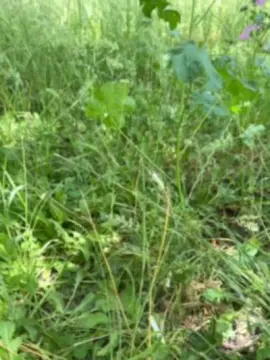 Cam4 Sex Chat of Xxlian23