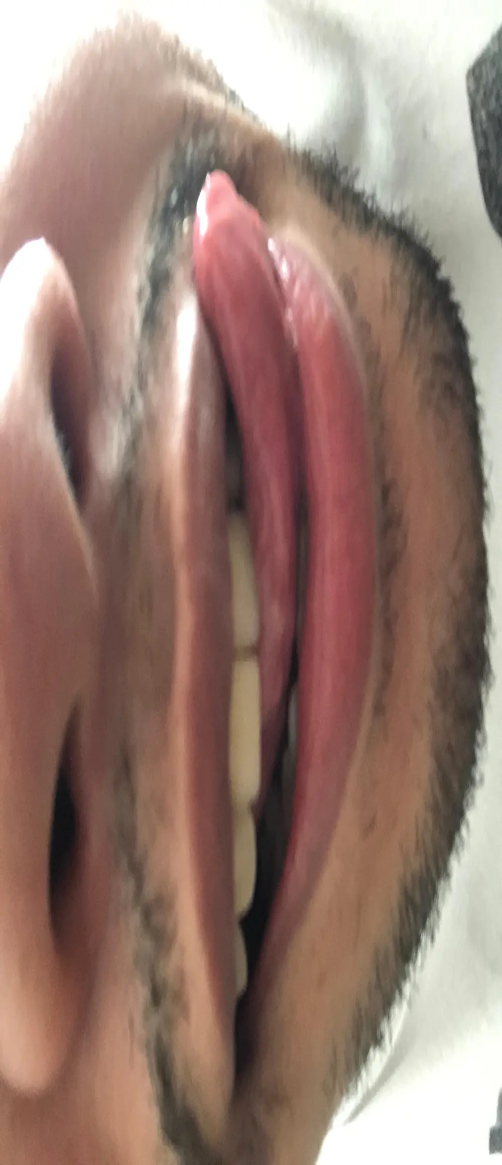 pauzud0g