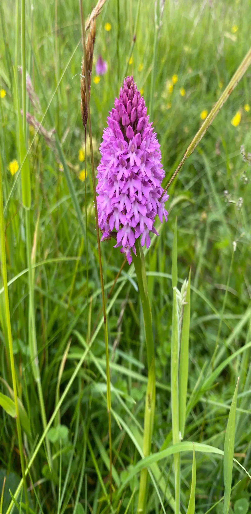 cosicarino