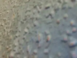 Cam4 Free Porn Cam of cumdock4u