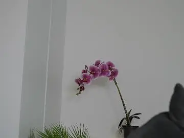 Chaturbate Free Porn Cam of sonya_kelsey