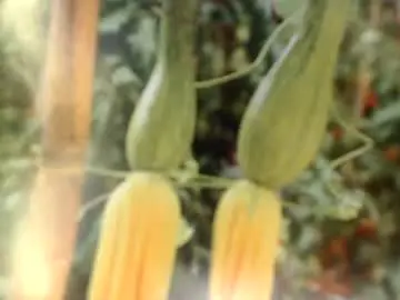 Chaturbate Free Porn Cam of helvella