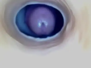 Chaturbate Live Sex of paulainoscente