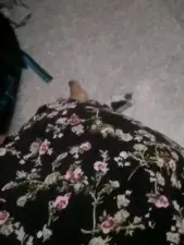 Dscgirls Adult Webcams of Shygurl_Tamil
